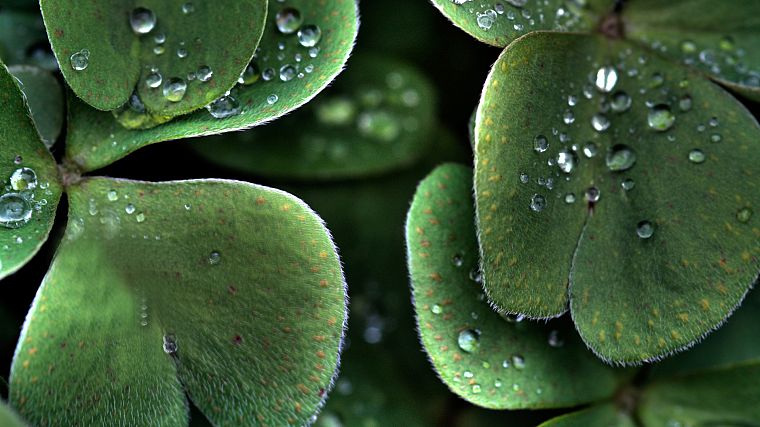 water, leaves, wet, water drops - desktop wallpaper