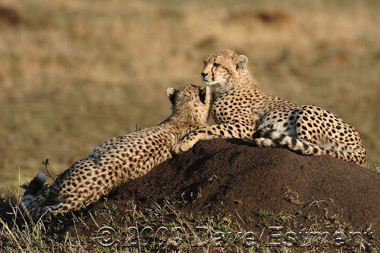 nature, animals, cheetahs, wild cats - desktop wallpaper