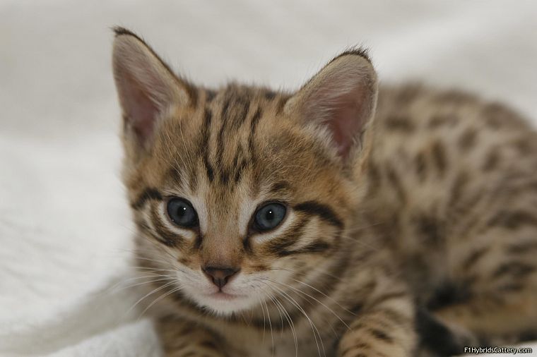 blue eyes, animals, kittens, serval, spotted, wildcat - desktop wallpaper