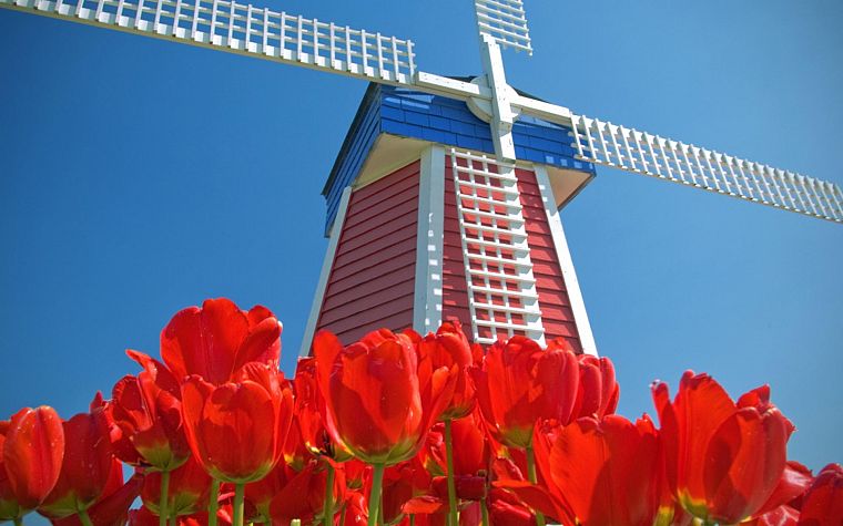 tulips, Amsterdam, windmills, red flowers, blue skies - desktop wallpaper
