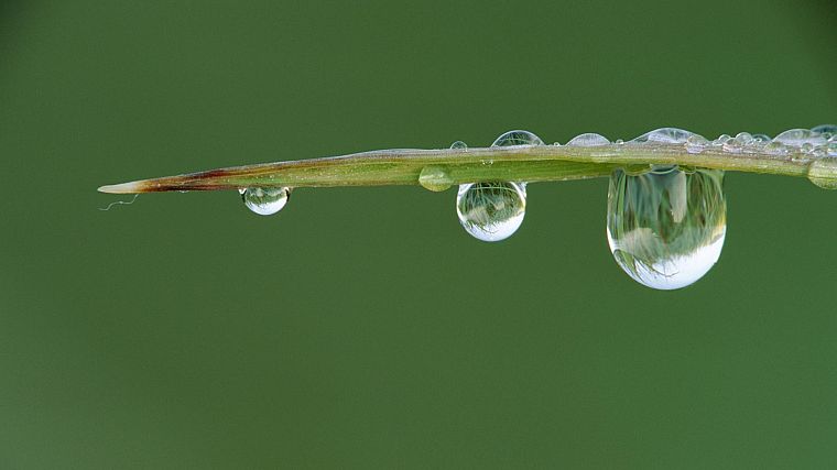 grass, blade, water drops, dew - desktop wallpaper