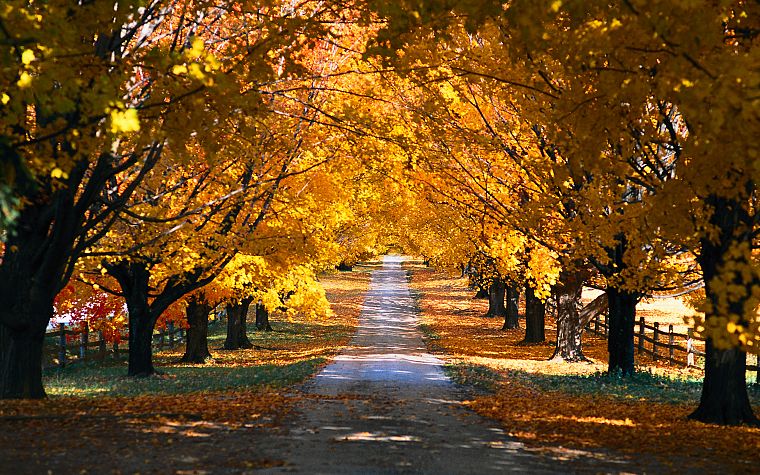 landscapes, trees, autumn, paths - desktop wallpaper