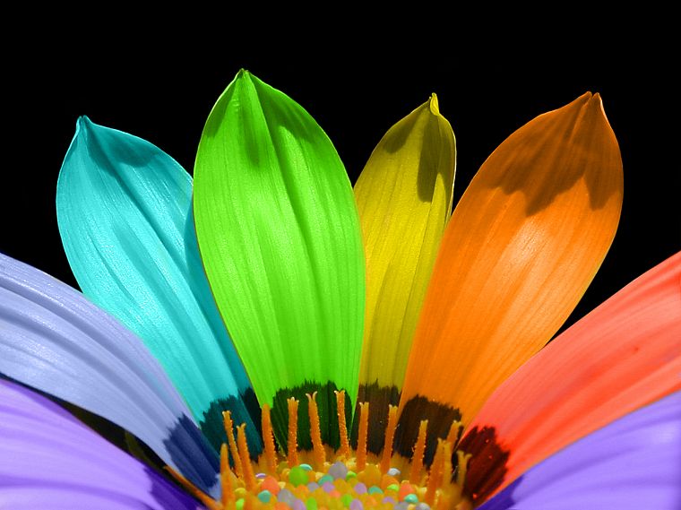 multicolor, flower petals - desktop wallpaper