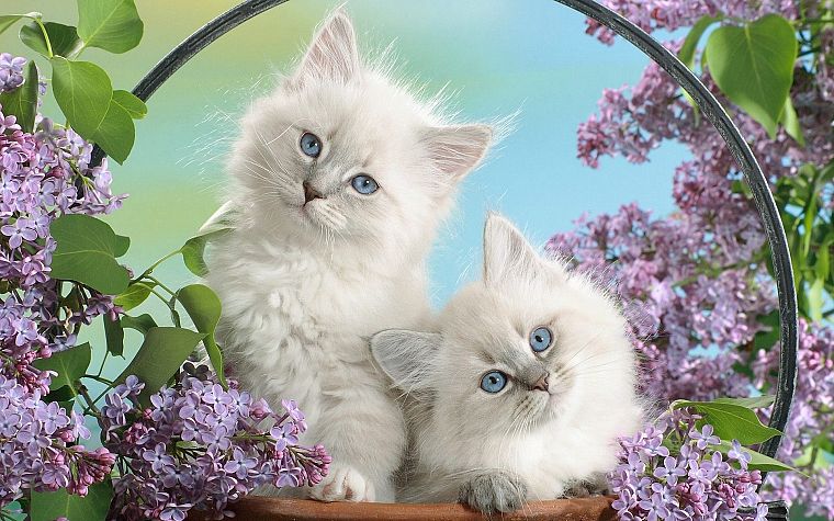 nature, cats, animals, kittens - desktop wallpaper