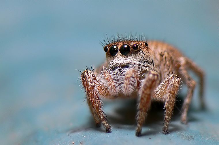 spiders, arachnids - desktop wallpaper