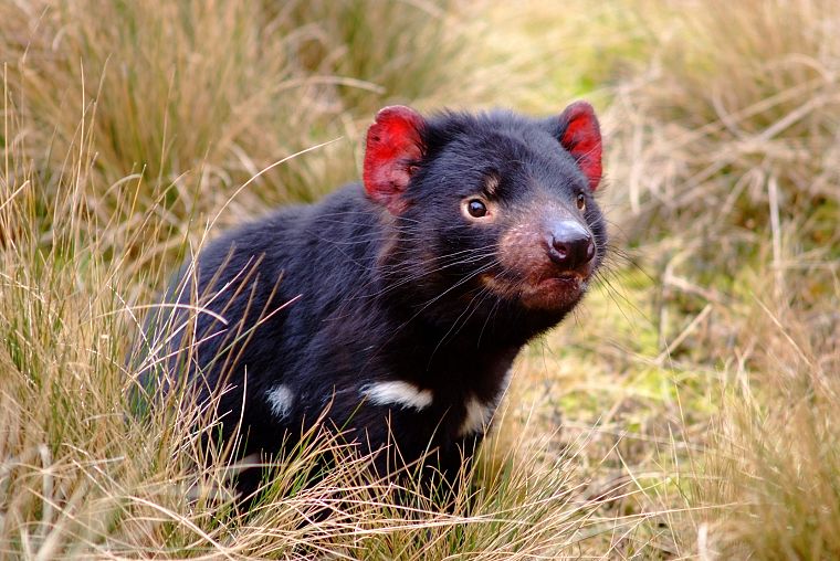 animals, Tasmanian Devil - desktop wallpaper