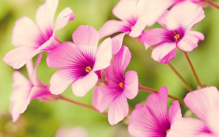 nature, flowers, pink flowers, Verbena - desktop wallpaper