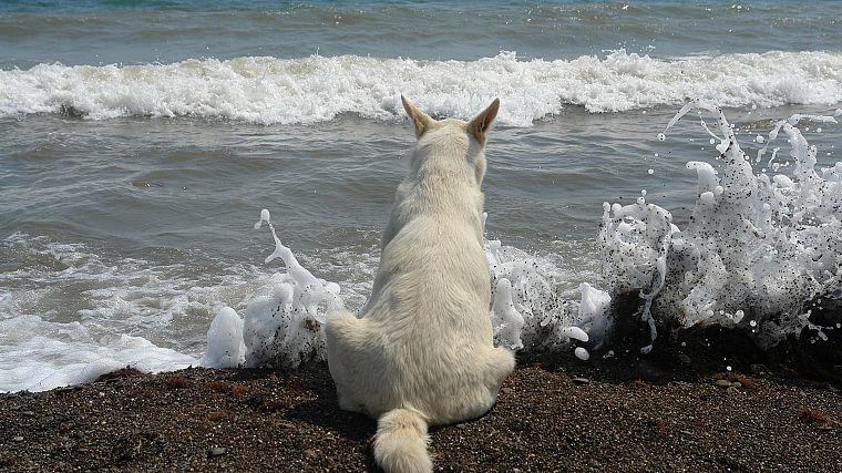 dogs, sea, beaches - desktop wallpaper