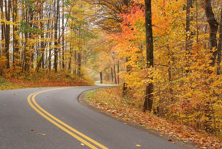 trees, autumn, roads - desktop wallpaper