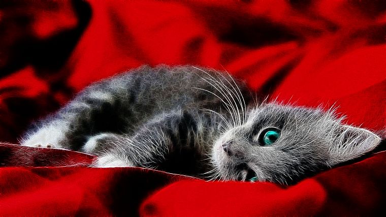cats, blue eyes, red background - desktop wallpaper