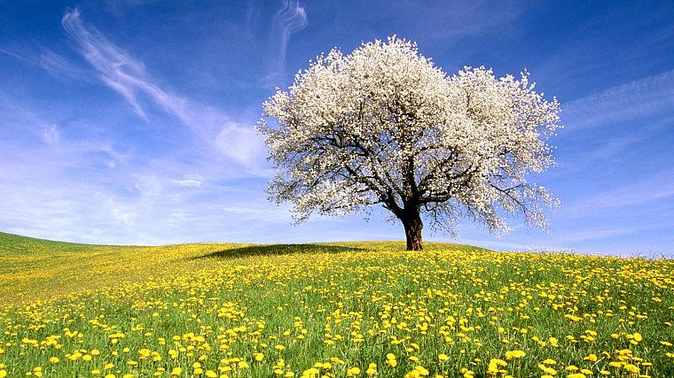 trees, flowers, meadows - desktop wallpaper