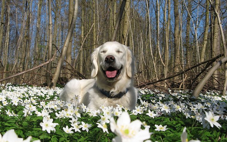 nature, white, flowers, animals, dogs, Labrador Retriever - desktop wallpaper