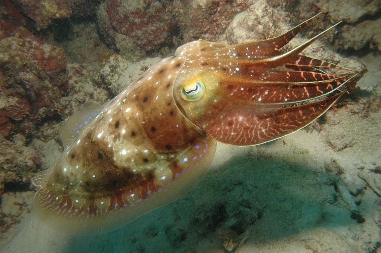 sepia, cuttlefish - desktop wallpaper