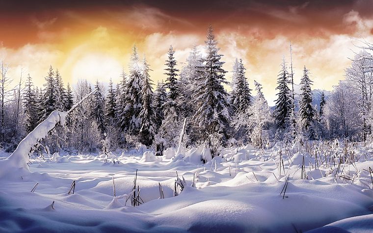 landscapes, winter, snow, trees, snow landscapes - desktop wallpaper
