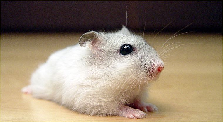 white, animals, hamsters, black eyes - desktop wallpaper