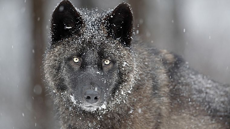 gray, wildlife, Canada, wolves - desktop wallpaper