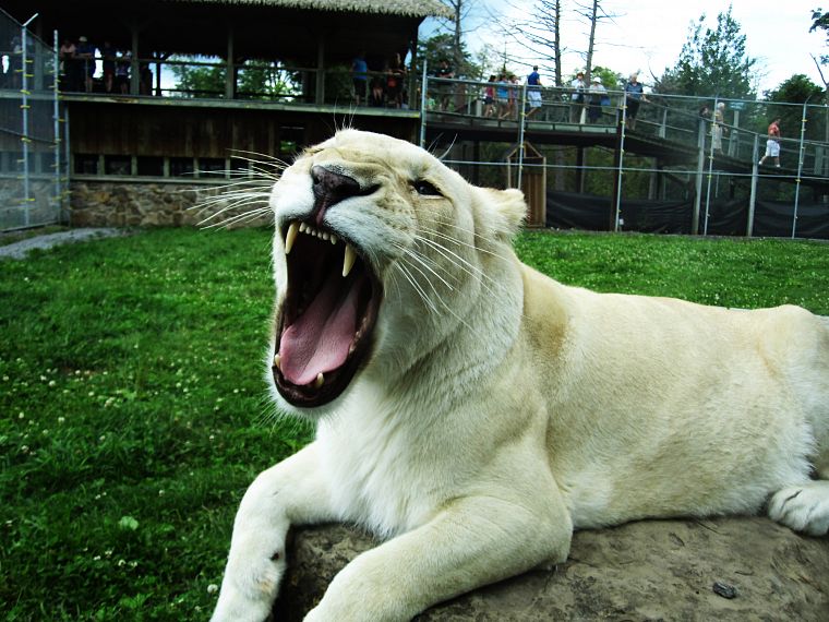 lions, white lions - desktop wallpaper