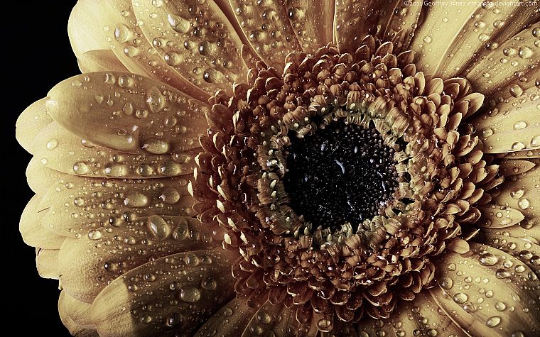 close-up, water drops, macro, sunflowers - desktop wallpaper