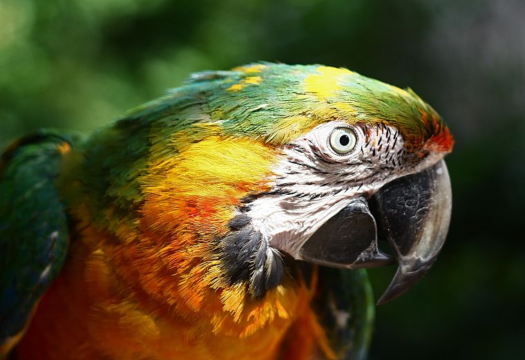 birds, animals, parrots, Macaw - desktop wallpaper