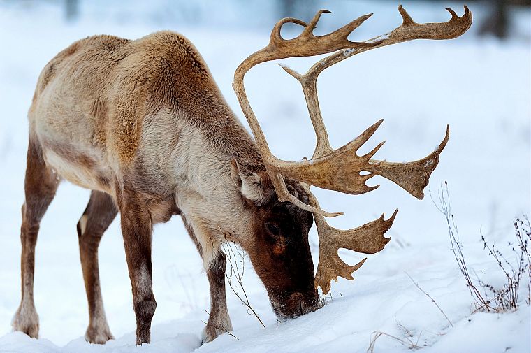 animals, reindeer - desktop wallpaper