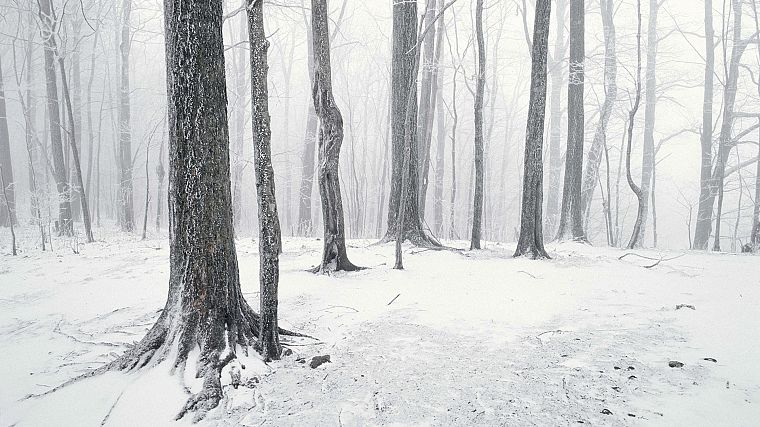 snow, trees, forests, Tennessee - desktop wallpaper