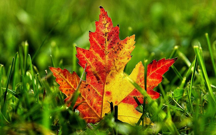 nature, autumn, leaves, grass, depth of field, fallen leaves - desktop wallpaper