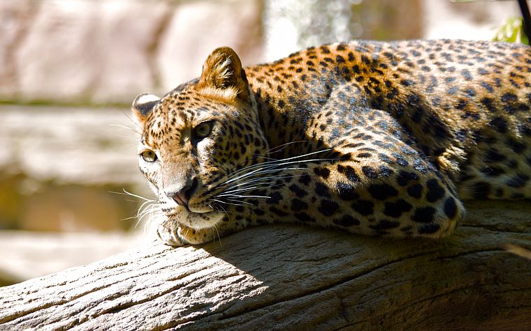 animals, leopards, branches - desktop wallpaper