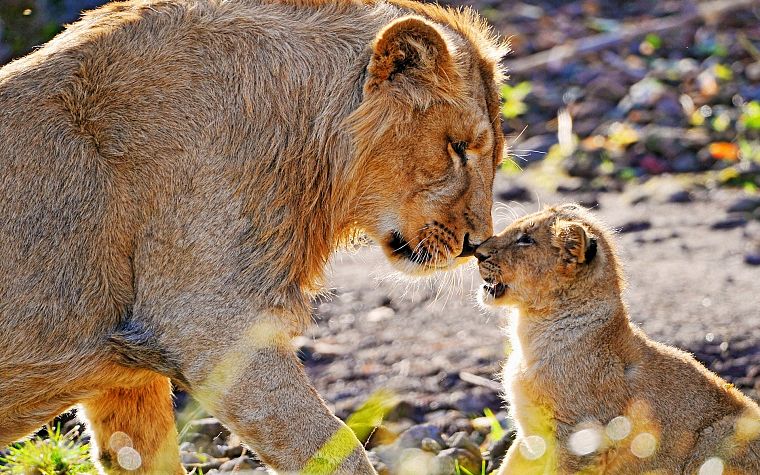 animals, cubs, lions, affection, baby animals - desktop wallpaper