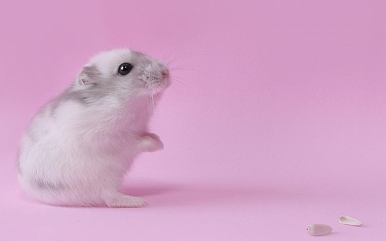 pink, animals, hamsters, black eyes - desktop wallpaper