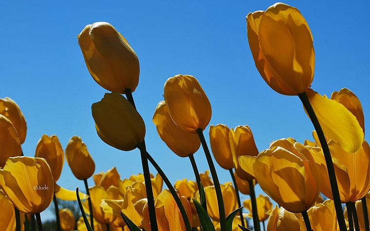nature, flowers, tulips, yellow flowers - desktop wallpaper