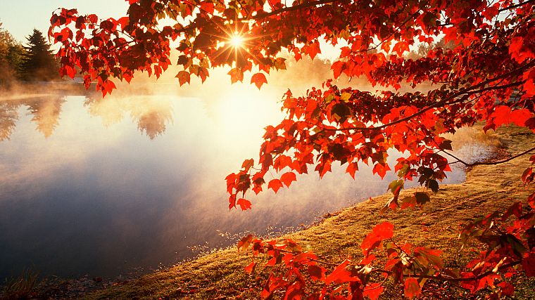 sunset, nature, trees, lakes - desktop wallpaper