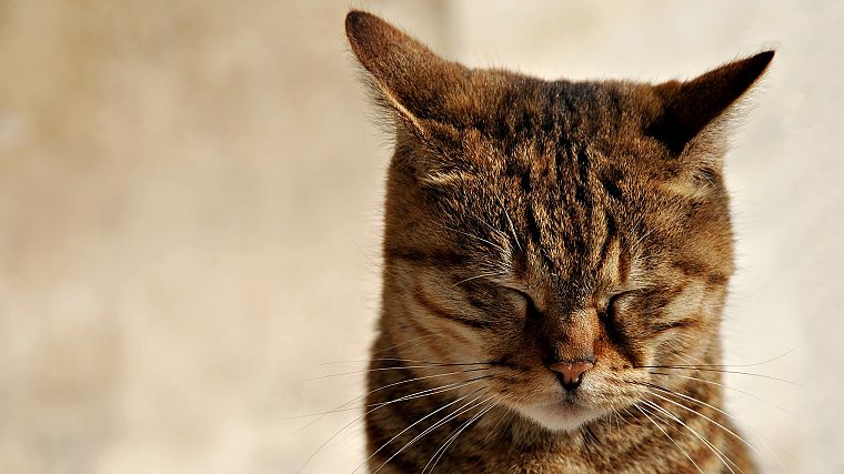 cats, animals, closed eyes - desktop wallpaper
