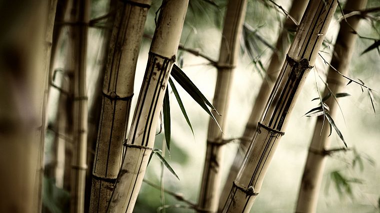 forests, leaves, bamboo, plants - desktop wallpaper