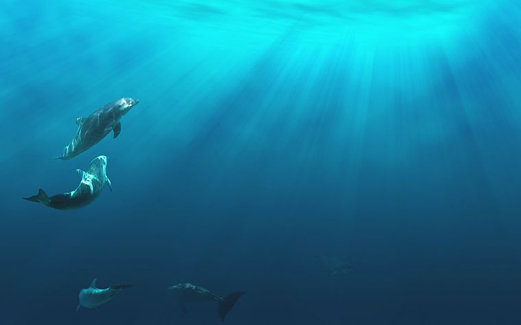 dolphins, underwater - desktop wallpaper