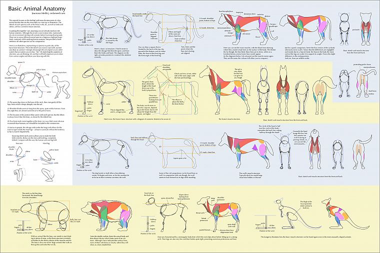 animals, anatomy, artwork, how-tos, tutorials - desktop wallpaper
