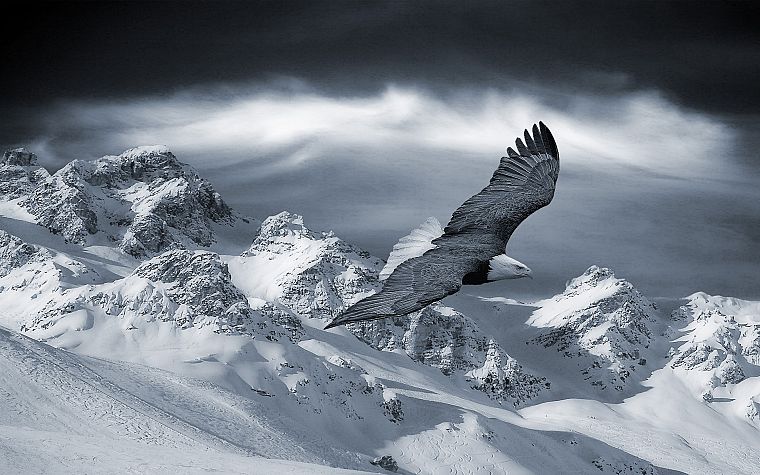mountains, landscapes, winter, snow, birds, eagles - desktop wallpaper