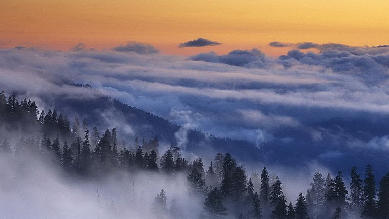 landscapes, forests, hills, mist - desktop wallpaper