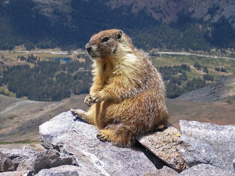 animals, marmots - desktop wallpaper