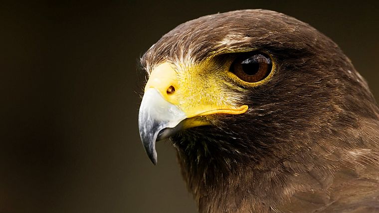 birds, raptor, falcon bird - desktop wallpaper
