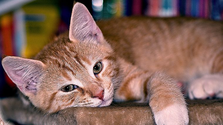 cats, animals, lying down - desktop wallpaper