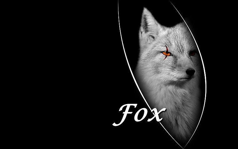 arctic fox, black background, foxes - desktop wallpaper