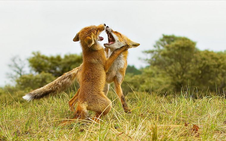 animals, fight, wildlife, foxes - desktop wallpaper