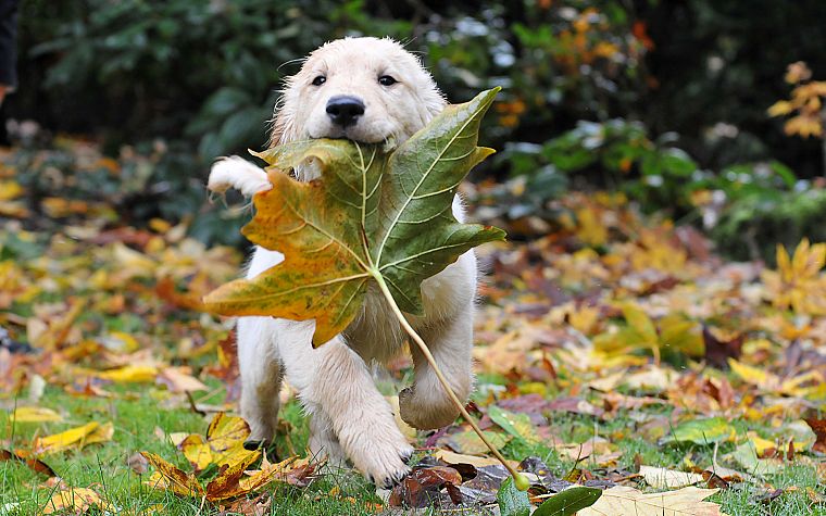 leaf, autumn, animals, puppies - desktop wallpaper