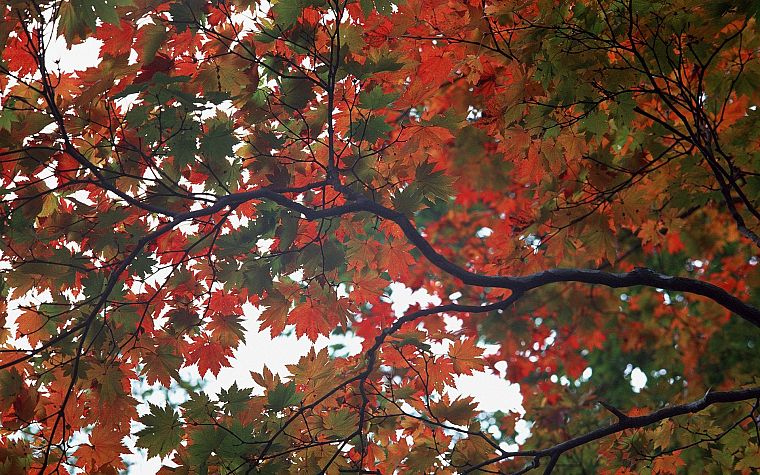 nature, trees, autumn - desktop wallpaper