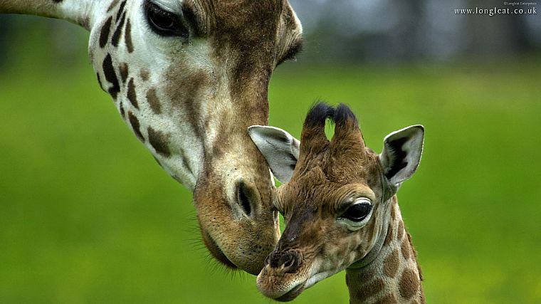animals, grass, depth of field, giraffes - desktop wallpaper
