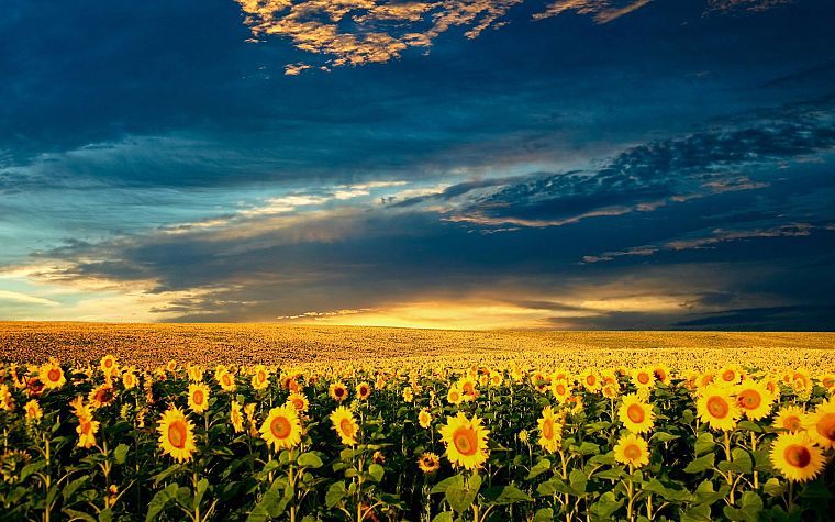 clouds, nature, flowers, garden, meadows, sunflowers - desktop wallpaper