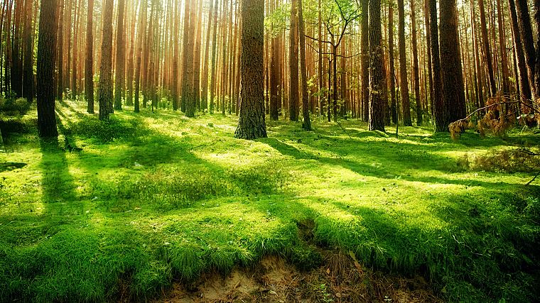 nature, forests - desktop wallpaper
