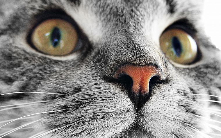 cats, stare - desktop wallpaper