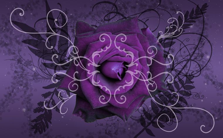 flowers, purple, floral, roses - desktop wallpaper