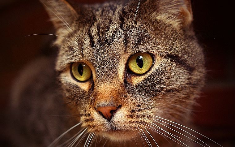 close-up, cats, animals, depth of field - desktop wallpaper